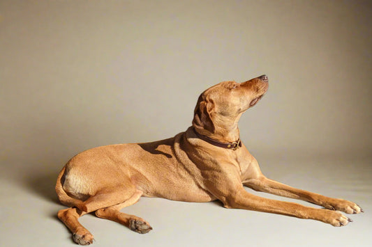 Dog Collars